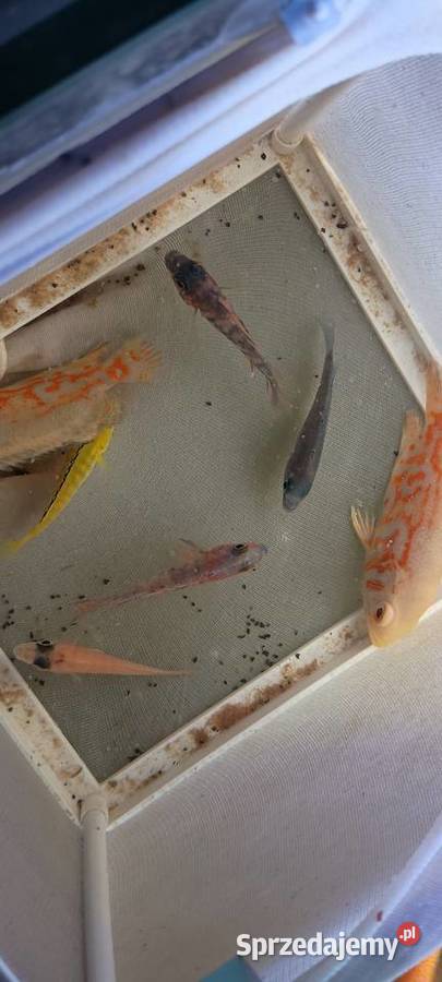 Rybki pyszczaki pielęgnice tanio sprzedam Chełmża