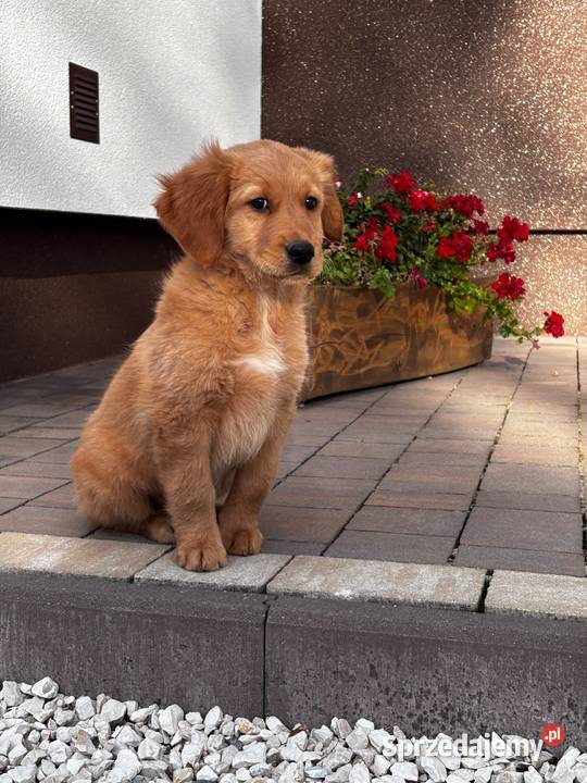 Szczeniaki Golden retriever Golden Retriever Kielce
