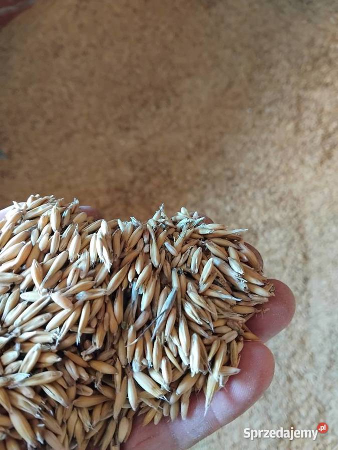 Sprzedam owies lubelskie Słotwiny