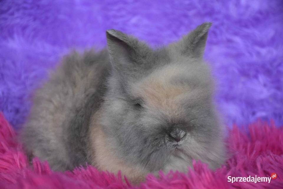 Karzełki teddy różne kolory puszysty królik Gryzonie Lipno