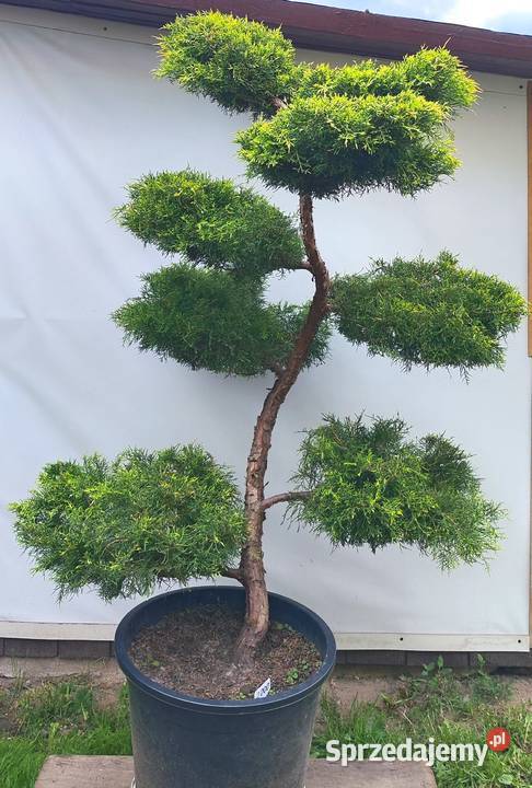 Bonsai Niwaki jałowiec pośredni Gold Star Medynia Łańcucka