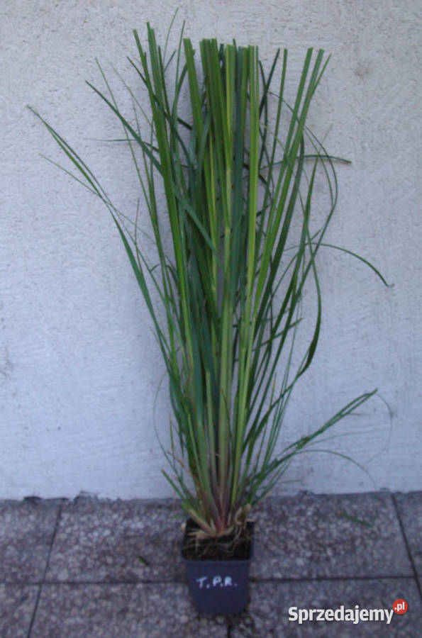 TRAWA PAMPASOWA RÓŻOWA Rosea sadzonki w Ustronie