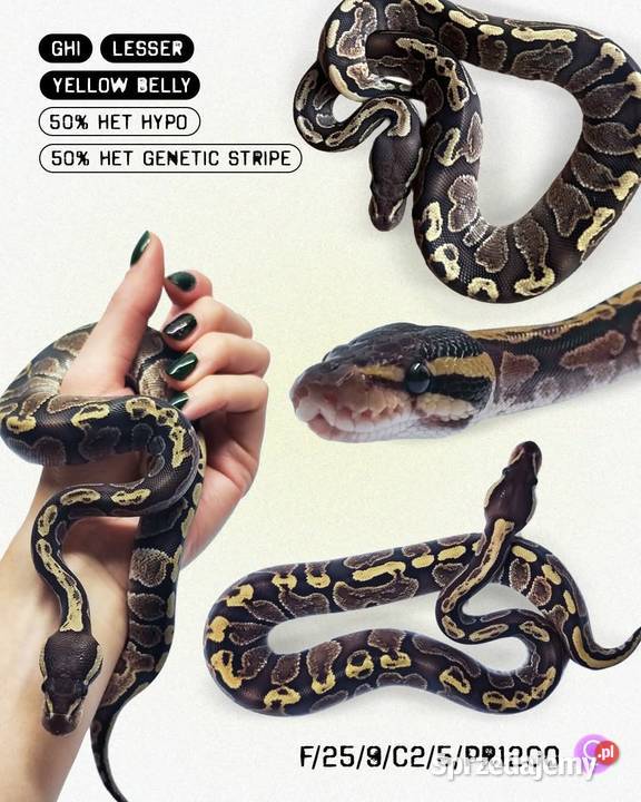 Pyton Królewski Warszawa