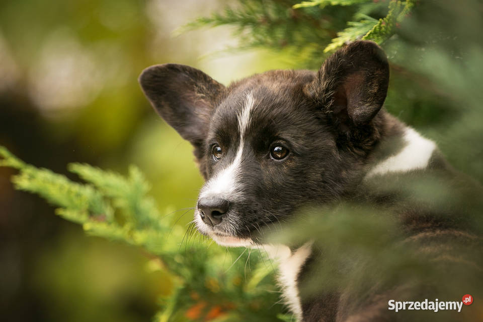 Szczeniaki Welsh Corgi Cardigan z rodowodem FCI Warszawa
