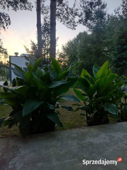 Kanny czerwone Komornica sprzedam