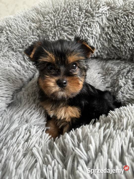 Dziewczynka Yorkshire Terrier Wyprawka Chip śląskie Częstochowa
