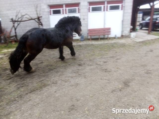 Ogier Pkz Niemienice sprzedam