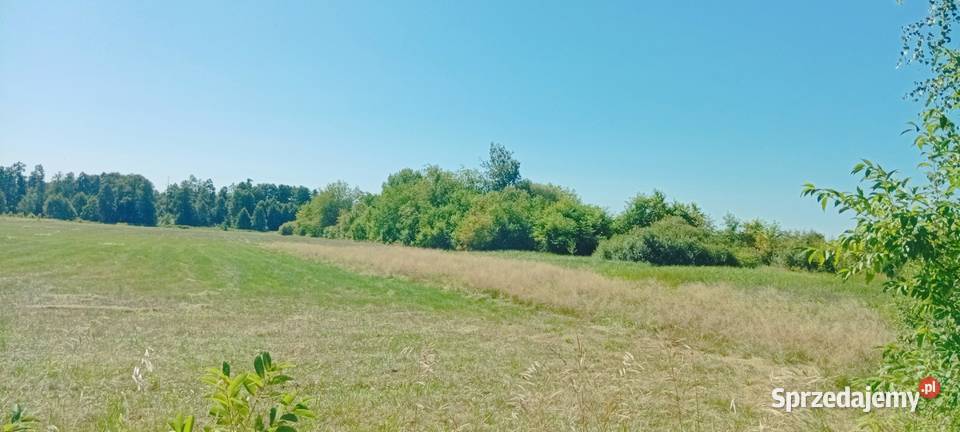 Łąka jezioro Klucz i Narew Olszewnica Nowa