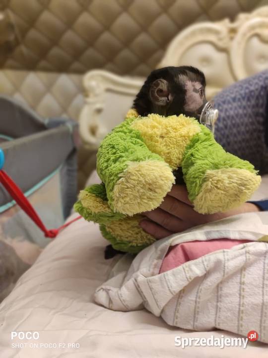 Młode małpki kapucynki Bydgoszcz