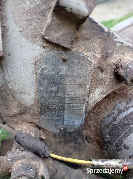 Komar sztywniak Tarnogród