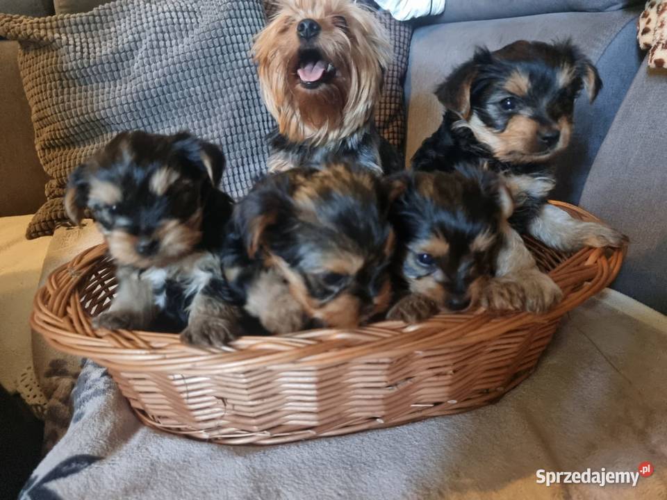 Szczeniaki Pieski Rasy York Yorki Kołobrzeg sprzedam
