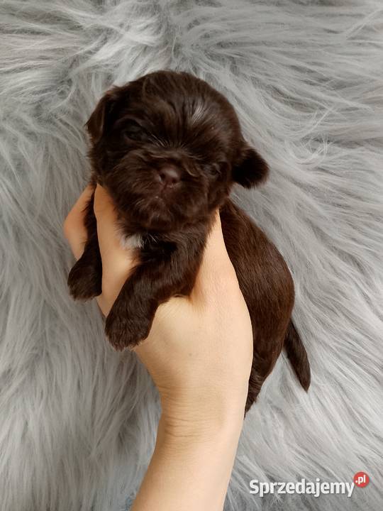 Piękny czekoladowy piesek rasy ShihTzu opolskie
