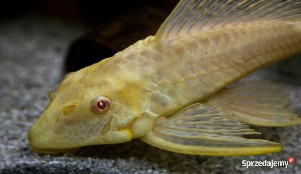Glonojad plekostomus ALBINOS Hypostomus Gdańsk