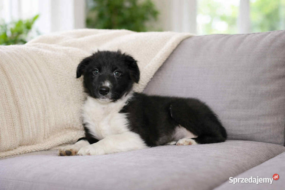 Border collie czarnobiały Radwan