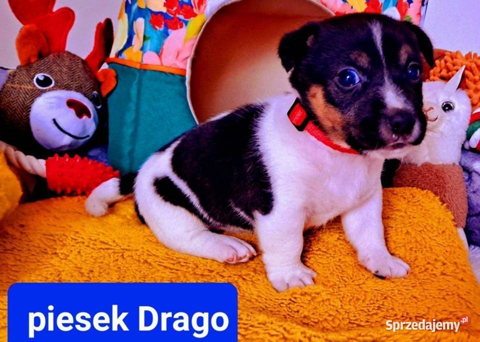 Piesek Drago Jack Russell Terrier
