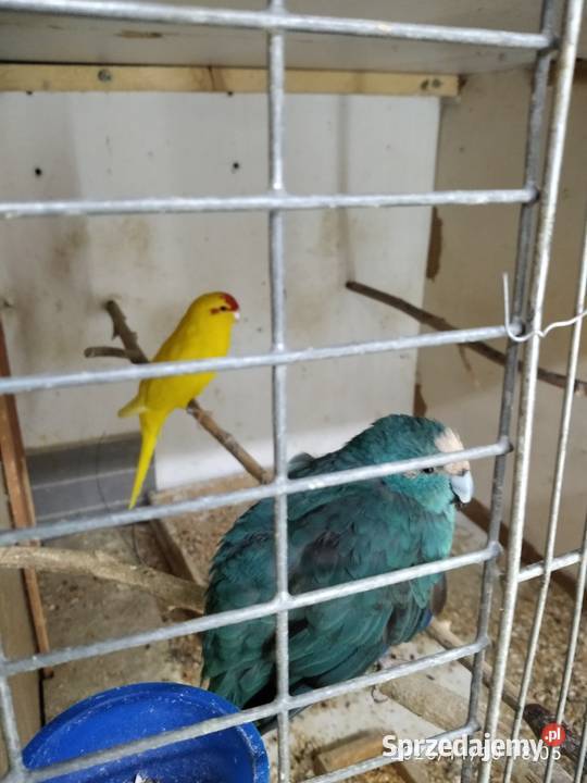 Modrolotki sprzedam papugi