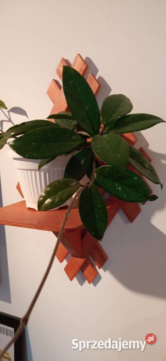 Hoya carnosa roślina pnąca domowy Kwiat Nowy Sącz