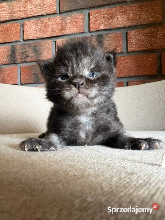 Maine Coon Orion