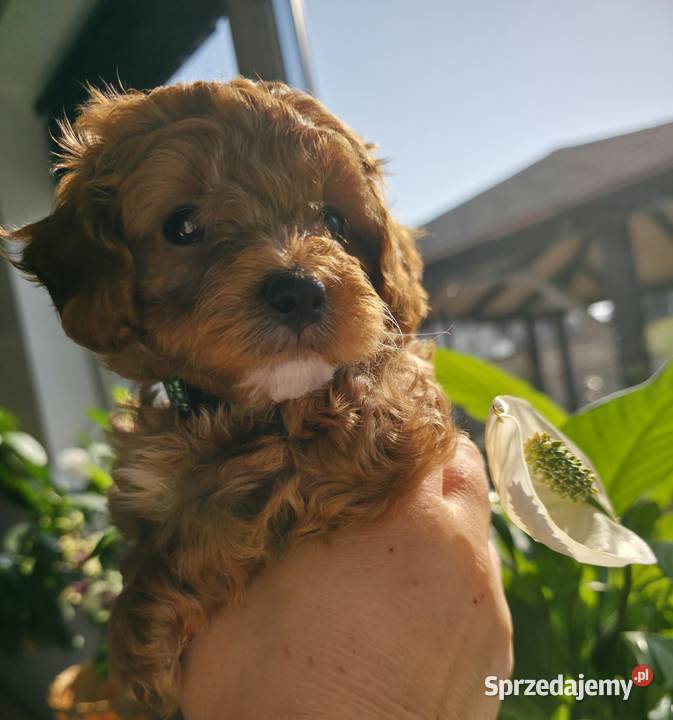 Maltipoo suczka Wyszków