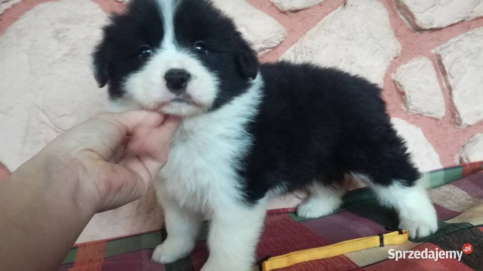 Border collie fci Krotoszyn sprzedam