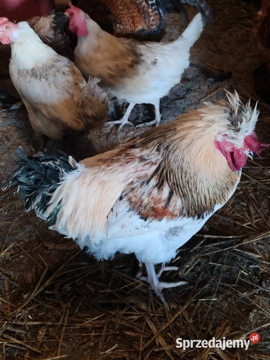 Sprzedam koguty tegoroczne ozdobne Liniewo