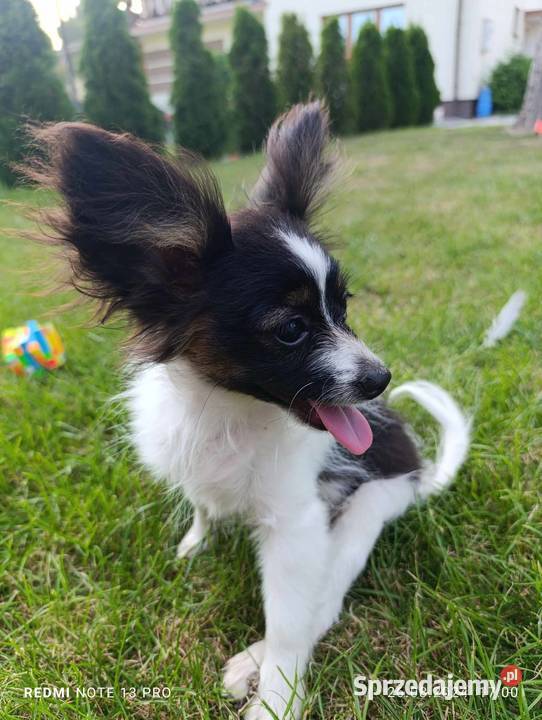 Papillon Spaniel Kontynentalny Pieski Szczaworyż