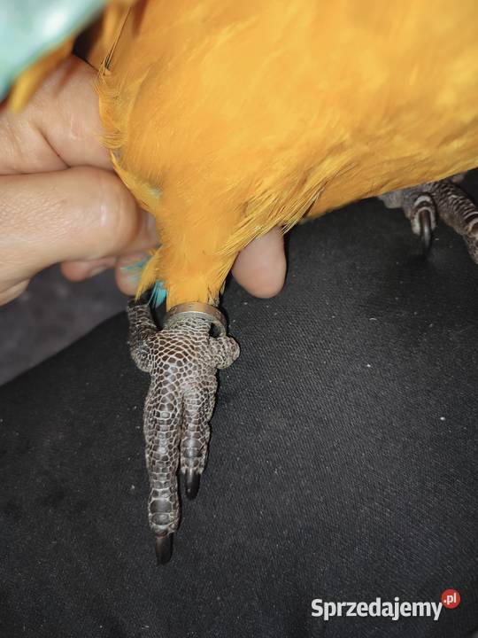 Ara ararauna ręcznie karmiona Jaworzynka