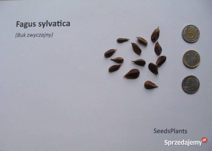 BUK ZWYCZAJNY Fagus sylvatica NASIONA 50 sztuk Lubanie sprzedam