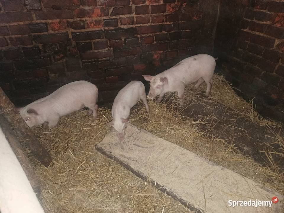 Prosięta mięsne PBZ Janów Lubelski sprzedam
