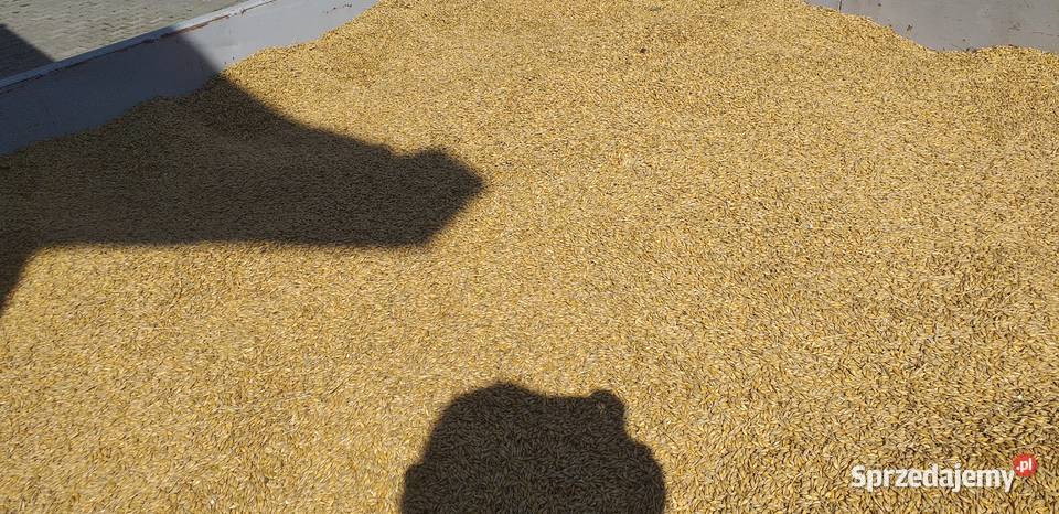 Claas Merkury Rolnictwo Olkusz