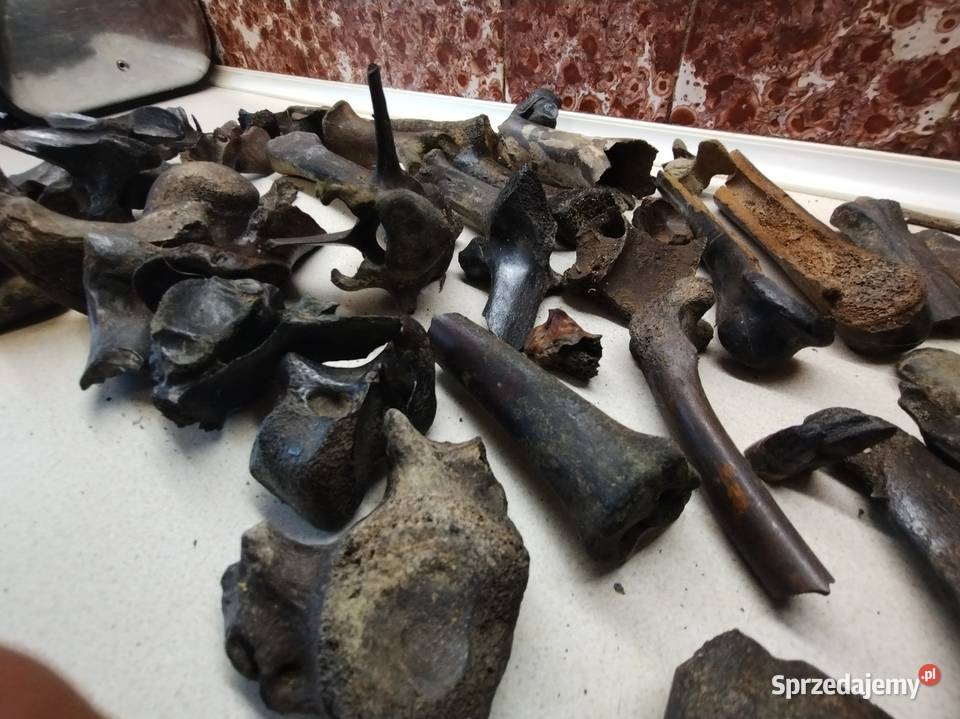 Kości skamieliny archeologia Leżajsk