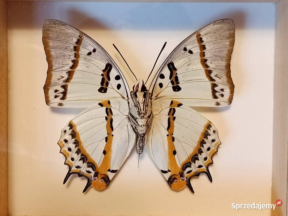 Motyl w ramce 12 x 12 Polyura nepenthes Szczecin