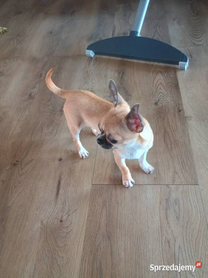 Chihuahua maleńka XXS Radomsko