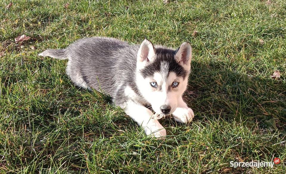 Szczeniaczki Siberian husky gotowe do Krośniewice