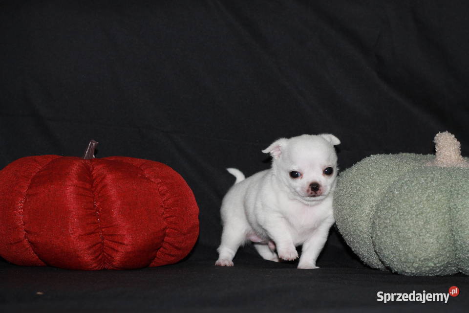 Chihuahua ZKwP FCI Chihuahua Świnoujście