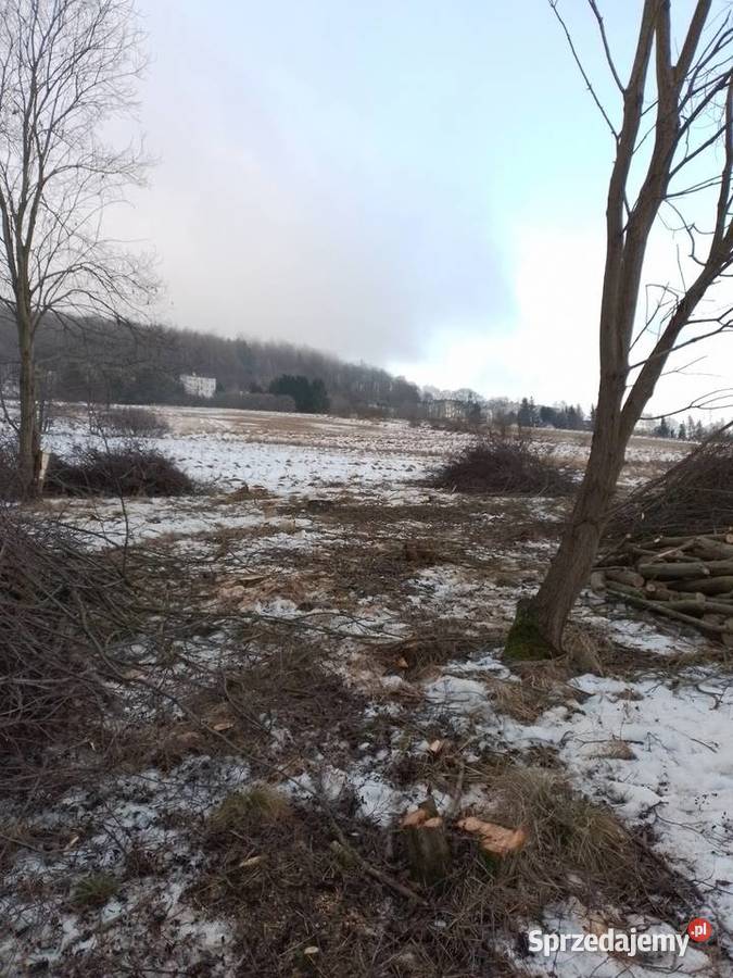 Wycinka drzew i koszenie trawy Boguszów-Gorce