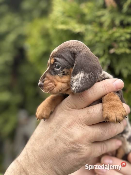 Jamniczek Choco merle Czekoladowy Żychlin