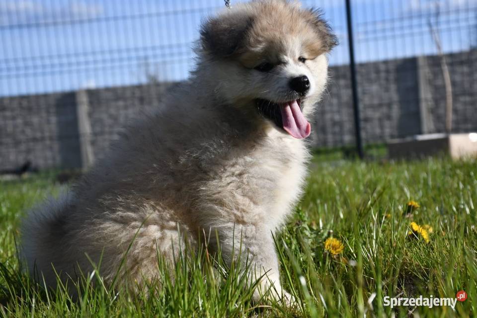 Suczka długowłosa Akita Inu zkwp