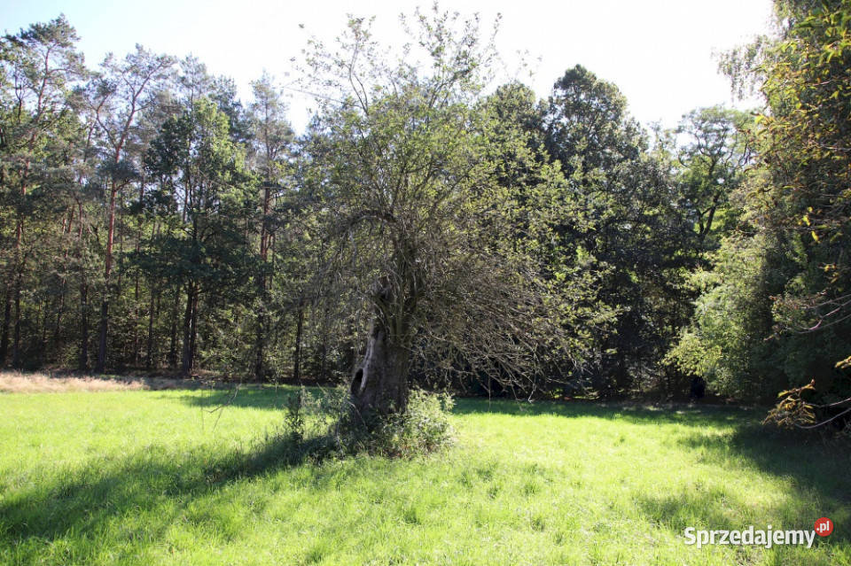 Działka budowlana pod lasem w malowniczej 5000m2 Pszczonów
