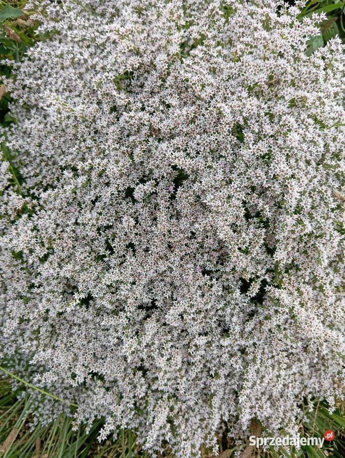 zatrwian tatarski statica kwiat suchy lubelskie Krasnystaw