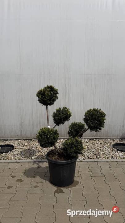 Cis Taxus Farmen Bonsai 6080 wielkopolskie Kobyla Góra