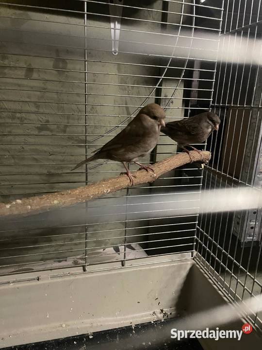 Kanarki glostery zeberki sprzedam