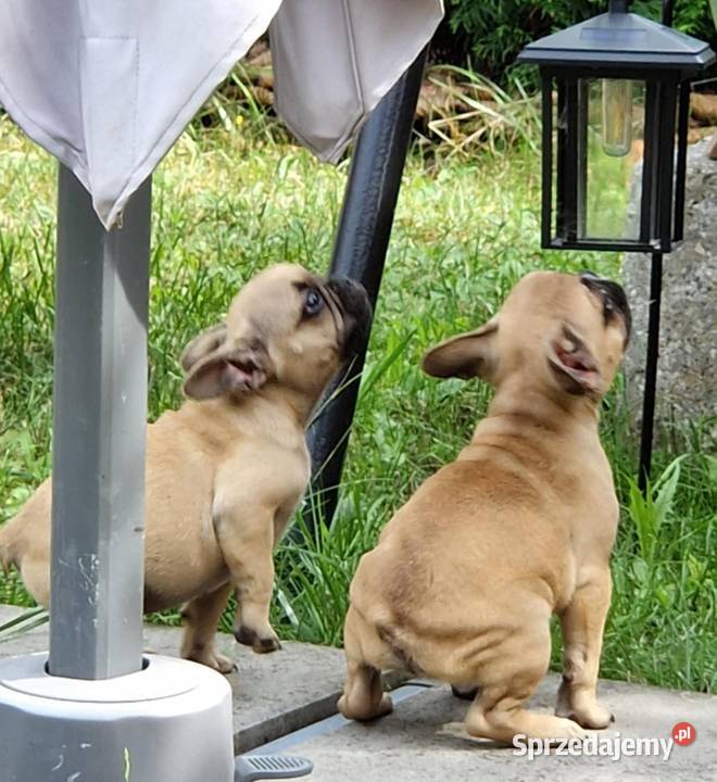 Buldog francuski suczka WIKI ZKwP FCI 3 miesiące Świdnik
