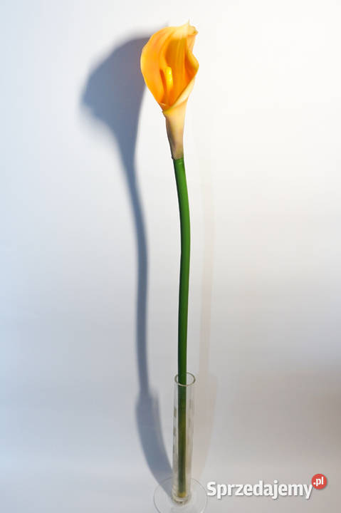 Kalia w kolorze żółto pomarańczowym sprzedam