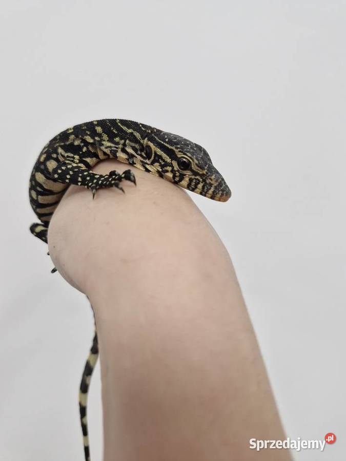 Varanus Ornatus Waran Ozdobny Gady i płazy Oława