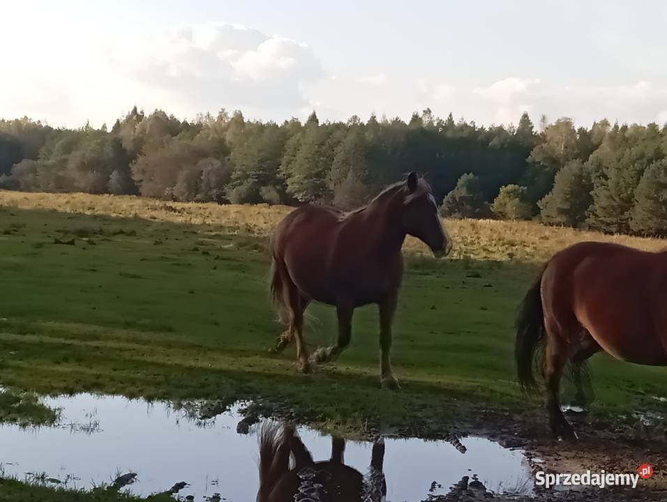 Sprzedam klacz zimnokrwista podkarpackie Radawa