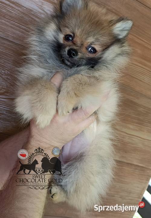 Sunia szpic miniaturowy pomeranian Orange sable Szpic miniaturowy łódzkie Bełchatów