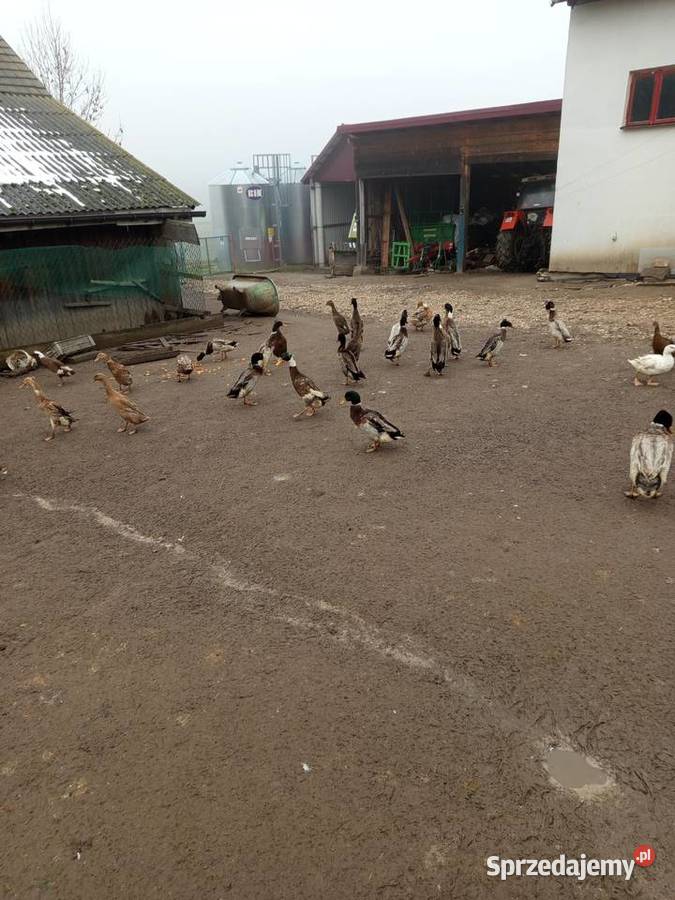 Sprzedam bieguski parami 100 sztukę