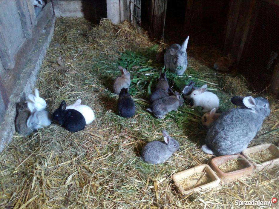Sprzedam króliki podlaskie Tabędz