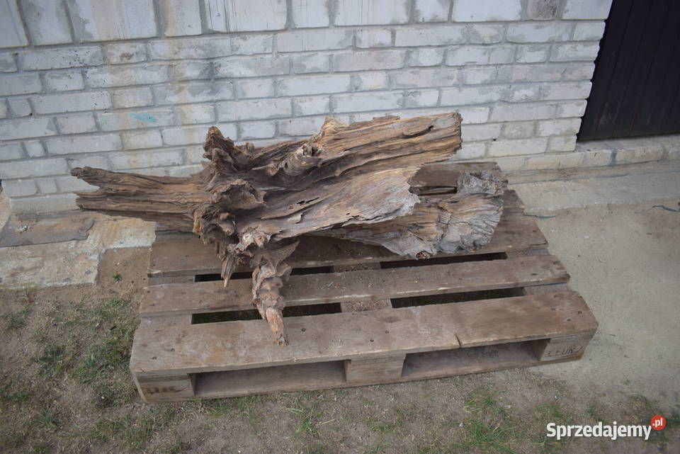 Korzeń ozdobny do ogrodu Połaniec